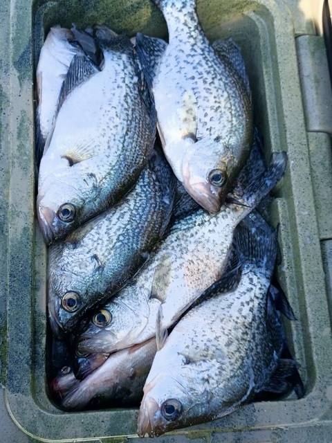 Lake Eufaula Crappie fishing