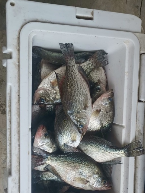 Lake Eufaula Crappie fishing