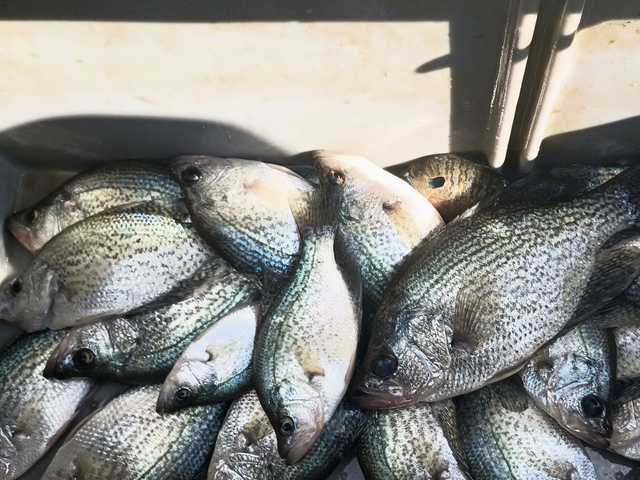 Lake Eufaula Crappie fishing 2